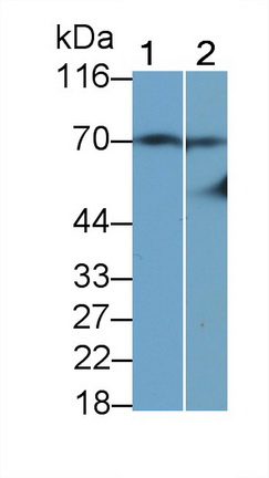 39437