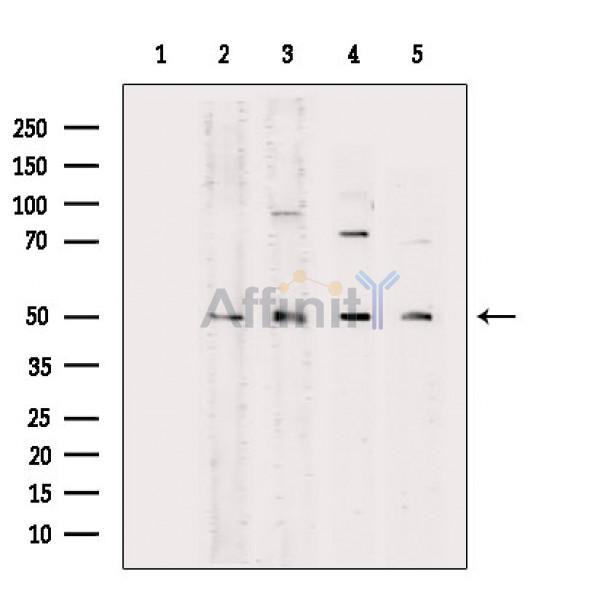 Валидация Affinity DF4050 - 15312