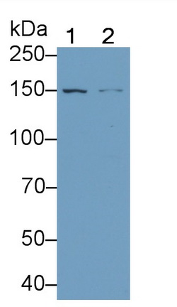 24158