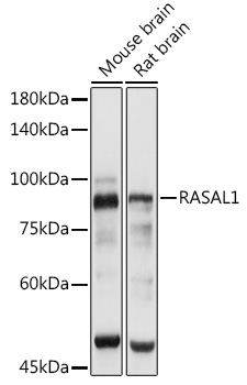 Валидация Elabscience E-AB-91045