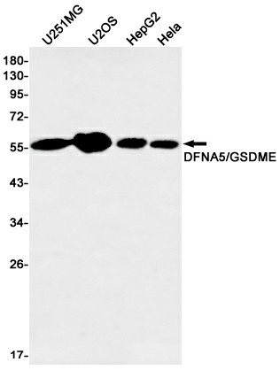 Валидация Elabscience E-AB-81466