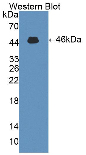 59428