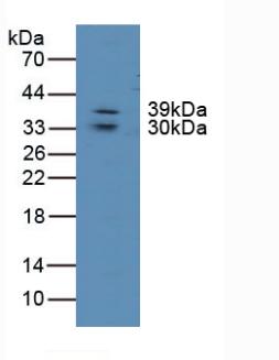 5363