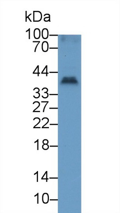 13240