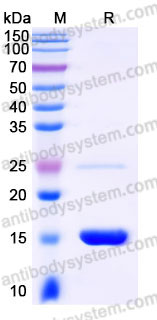 YHB97302, SDS-PAGE