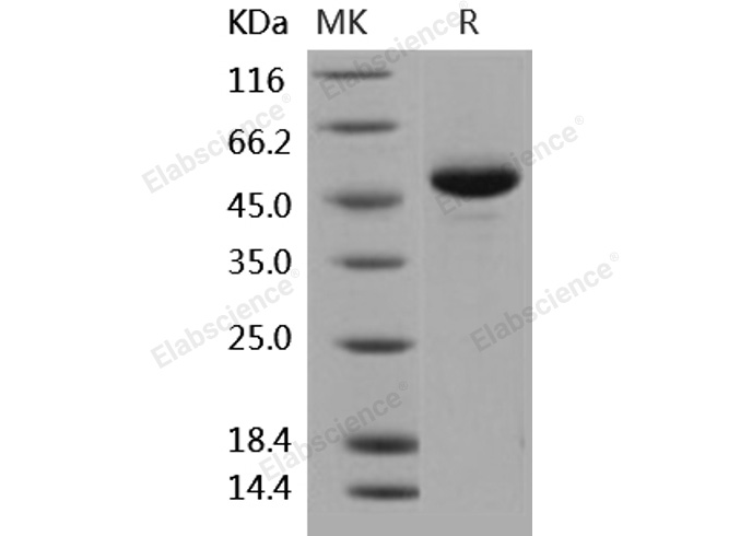 Валидация Elabscience PKSH031910(2525)