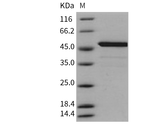 Валидация Elabscience PKSM040720(4696)