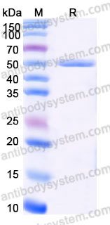 EHC88701, SDS-PAGE