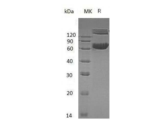 Валидация Elabscience PKSM041011(4945)