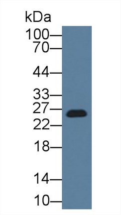 12531