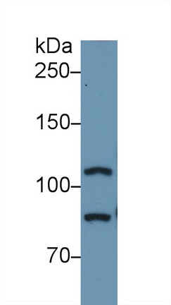 10994