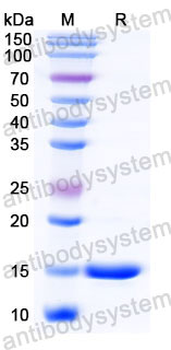 Валидация SDS-PAGE - AntibodySystem RHB42605