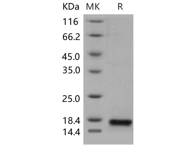 Валидация Elabscience PKSM040548(4538)