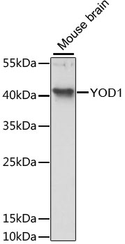 Валидация Elabscience E-AB-66038
