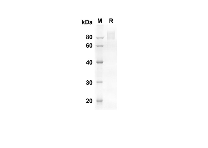 Валидация Elabscience PDMM100109(1079)