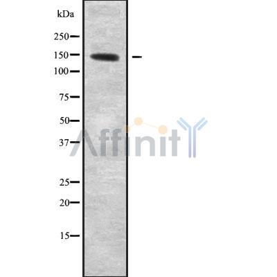 Валидация Affinity DF10059 - 5529