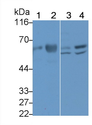 22166