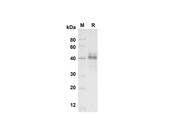 Валидация Elabscience PDMH100311(923)