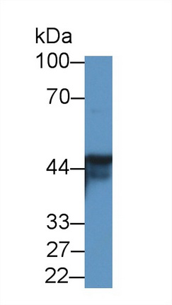 12618