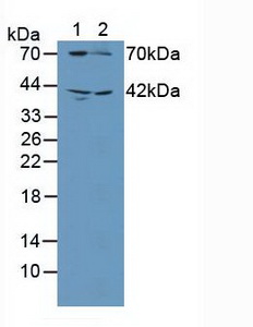 5584