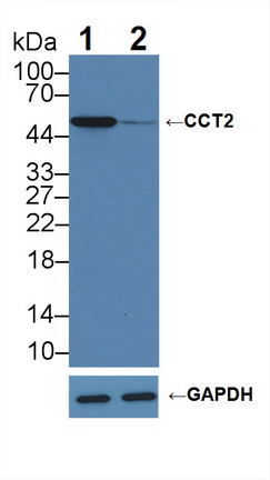 12263