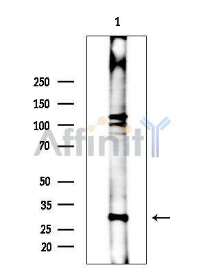 Валидация Affinity DF13921 - 9663