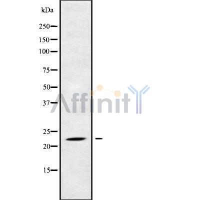 Валидация Affinity DF9815 - 22694
