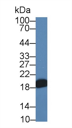 14096
