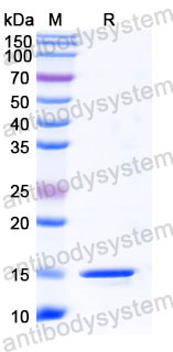 Валидация SDS-PAGE - AntibodySystem RHC01403