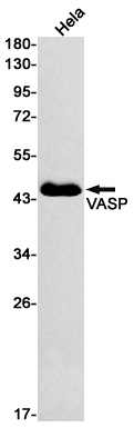 Валидация WB - AssayVector ARM1615 (617)