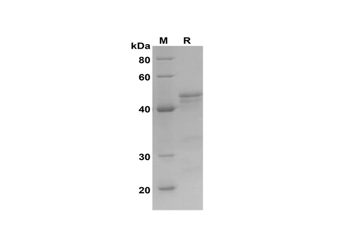 Валидация Elabscience PDEM100183(532)