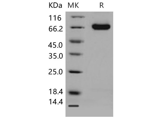 Валидация Elabscience PKSM040570(4557)