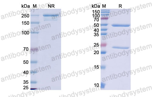 Валидация SDS-PAGE - AntibodySystem DHG70701