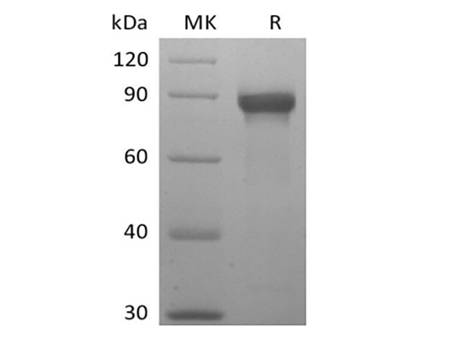 Валидация Elabscience PKSH033960(4190)