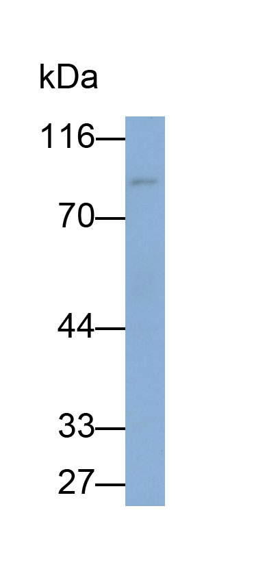 32135