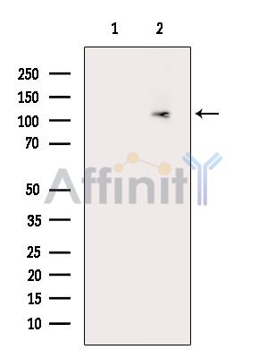 Валидация Affinity DF16001 - 12543
