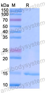 Валидация SDS-PAGE - AntibodySystem RHE35901