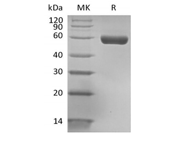 Валидация Elabscience PKSH034058(4288)