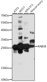 Валидация Elabscience E-AB-91557