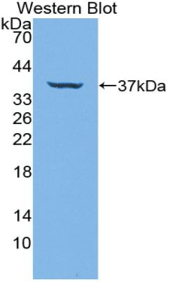 54903