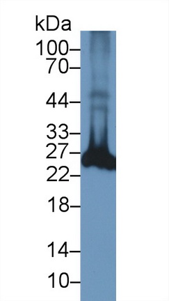 13727