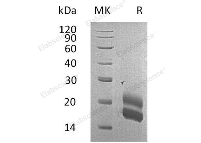 Валидация Elabscience PKSR030447(5763)