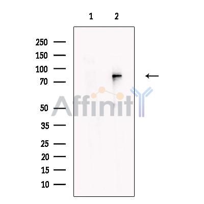 Валидация Affinity DF13558 - 9002
