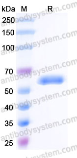 AHG17903, SDS-PAGE