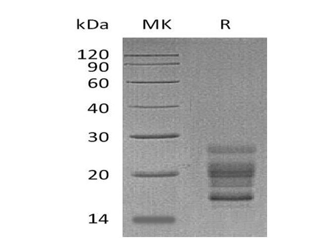 Валидация Elabscience PKSM041054(4980)