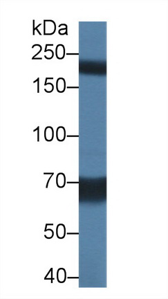 14441