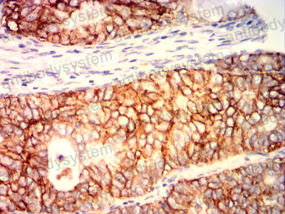Валидация AntibodySystem RHD17408 (1392)