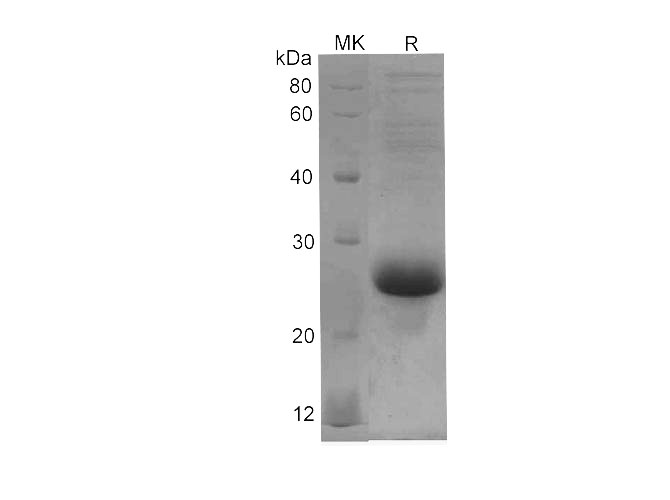 Валидация Elabscience PDEH100712(187)