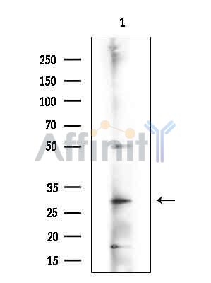 Валидация Affinity DF9022 - 21249