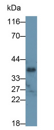 26694